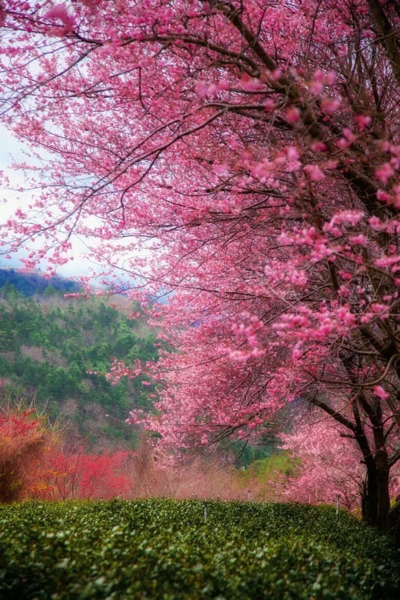 Красивое дерево. Красивое розовое дерево. Сакура дерево. Красивое цветущее дерево.