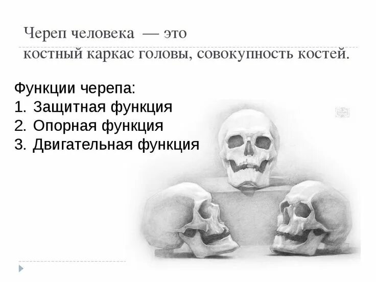 Функции черепа. Функции черепа человека.