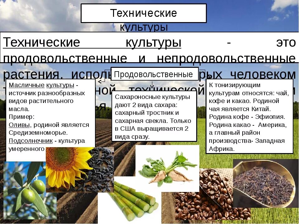 Технические культуры. Технические сельскохозяйственные культуры. Технические растения. Технические культуры растений.