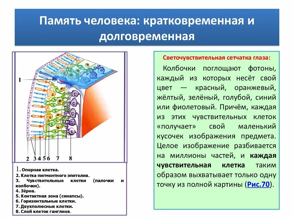 Память человека. Внешняя память человека. Длительная память человека. Как устроена память человека. Как работает память человека.