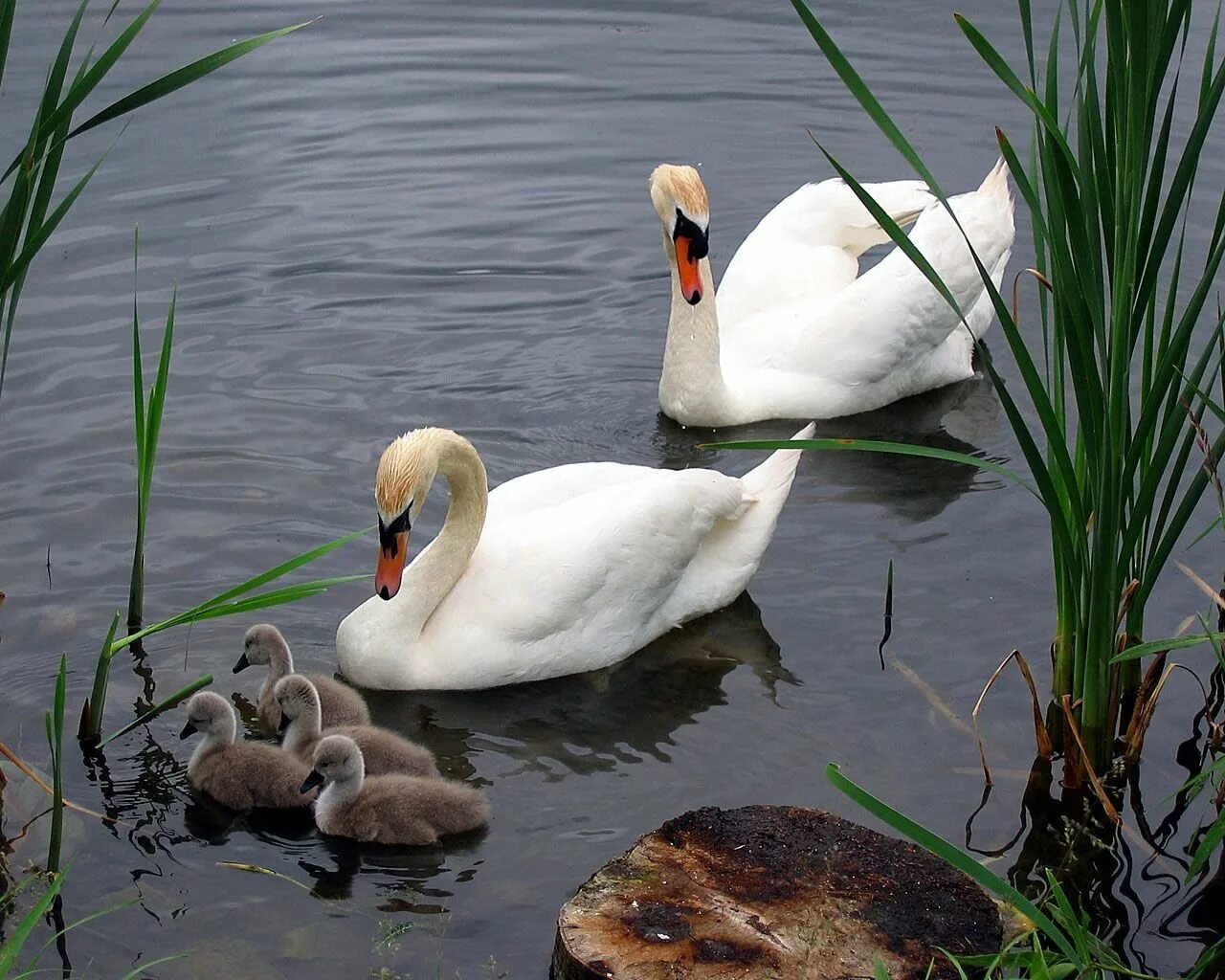 Несколько лет тому назад лебеди. Пара лебедей. Несколько лет тому назад лебеди. Несколько лет тому назад лебеди. Лебедь.