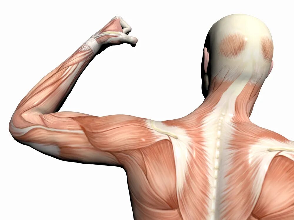 Мышцы. Атрофия трапециевидной мышцы. Уменьшение мышц. Скелетно-мышечная боль.