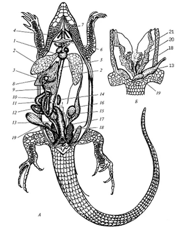 Внутренние органы рептилий. Внутреннее строение прыткой ящерицы. Внутренне строение ящерицы прыткой. Топография внутренних органов агамы. Вскрытый самец прыткой ящерицы.