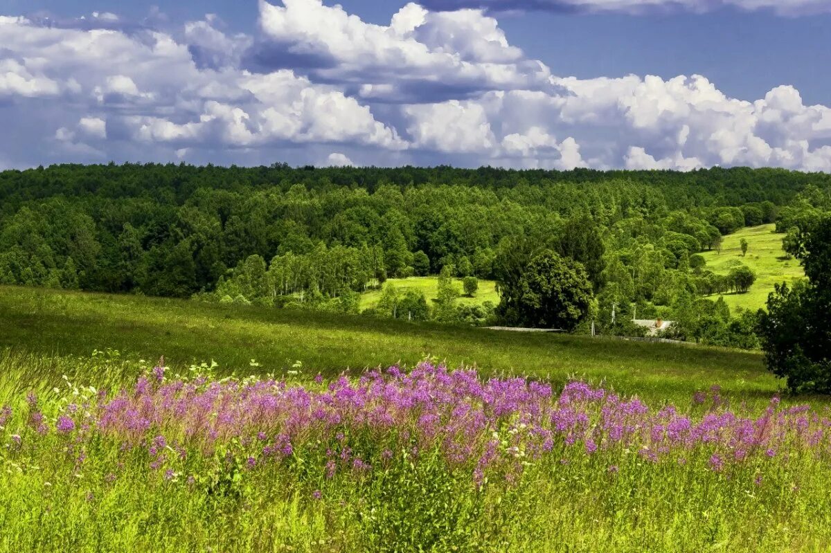 Лесная поляна (полянка) 1897. Родные просторы кировская область. Лесостепь россии. На приволье в поле в лесу. Жуковский летний луг.