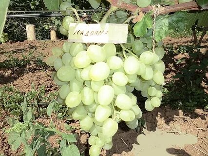 Сорт винограда маша