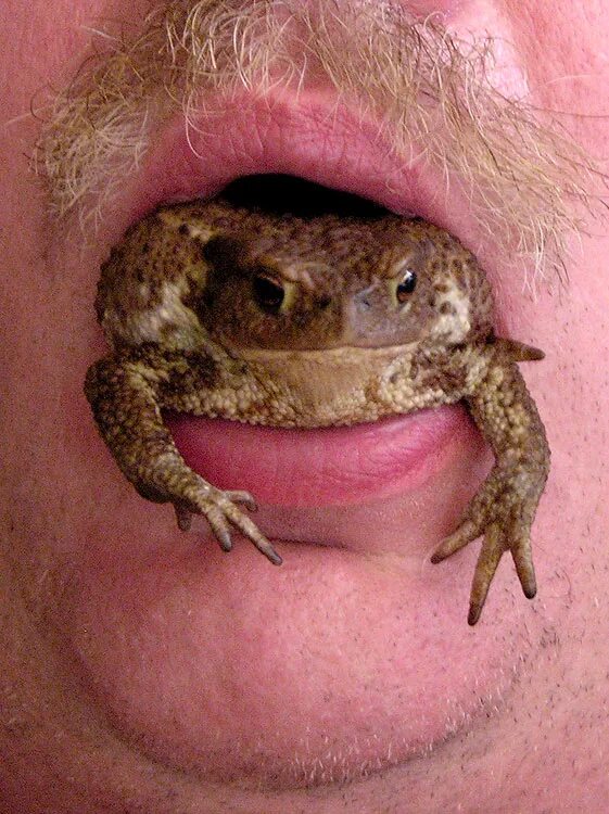 жабы изо рта