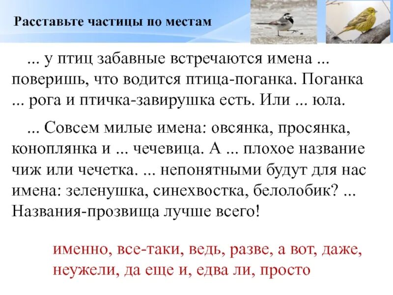 Преудивительная у нас водится птичка основная мысль. У птиц забавные встречаются имена. . . . . . . У птиц встречаются имена. У птиц забавные встречаются имена текст. У птиц встречаются забавные имена поверишь.