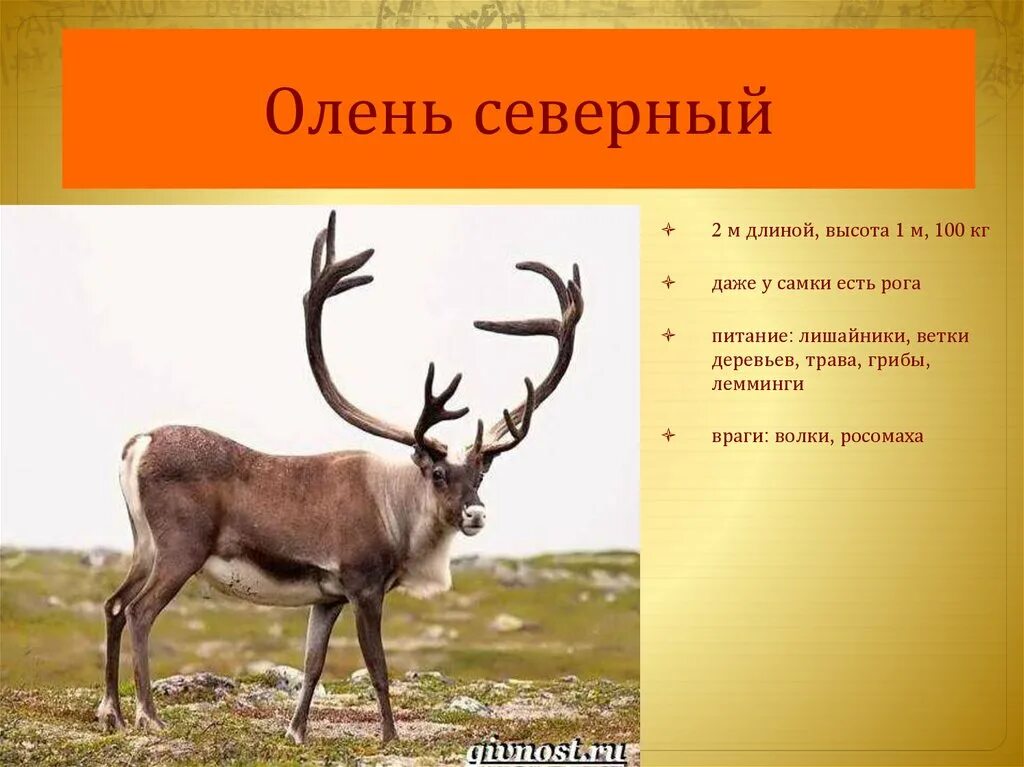 Олень северный лесной сибирский красная книга. Северный олень красная кгиг. Северный олень красная книга. Северное животное из красной книги. Северный олень красная книга.