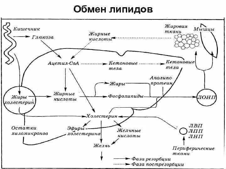 Синтез жиров в организме. Обмен липидов биохимия схема. Схема метаболизма липидов биохимия. Общая схема липидного обмена. Схема липидного обмена биохимия.