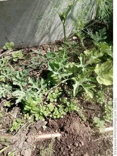 Когда садить арбузы на рассаду в сибири