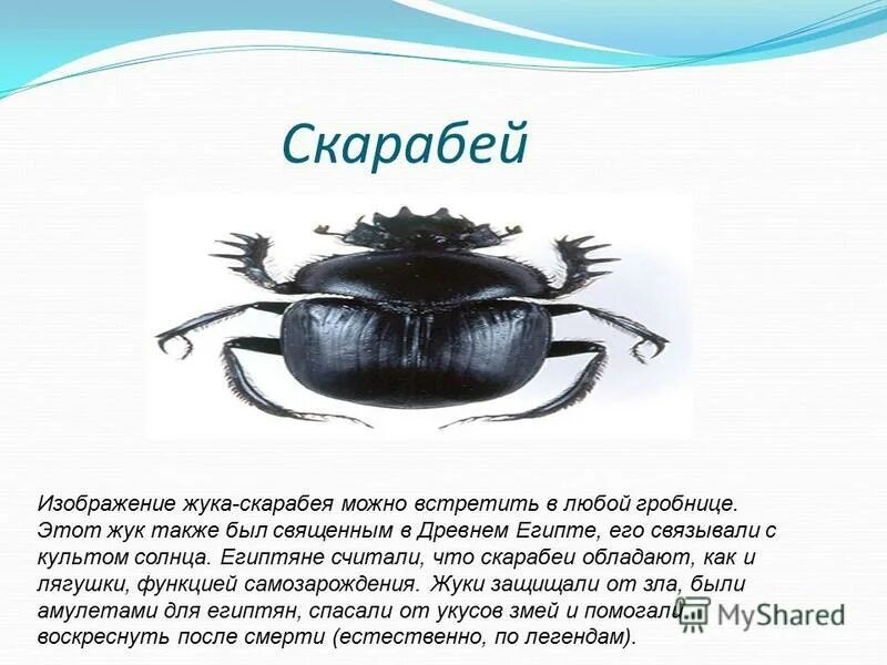 священный жук древних египтян 8. амулет скарабей древний египет. священный жук древних египтян 8. священный жук скарабей вектор. жук скарабей символ египта.