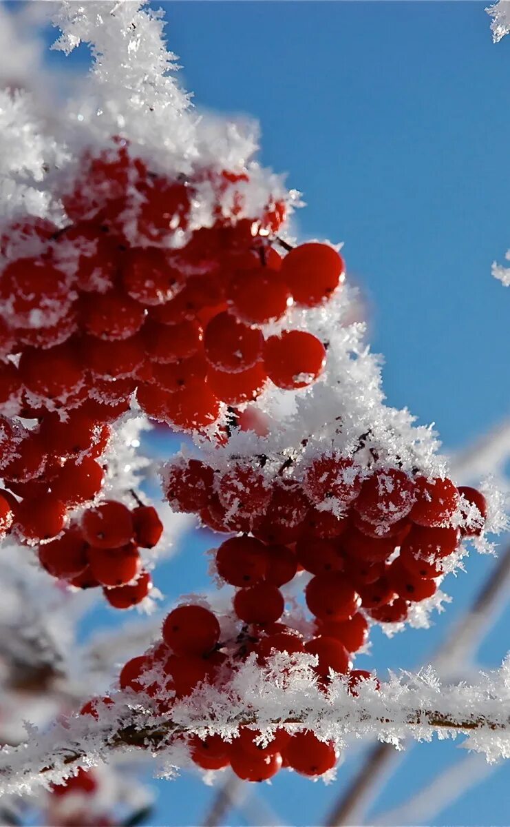 Пестрый снег. Рябина в снегу. Зимние ягоды. Зимняя рябина. Ягоды в снегу.