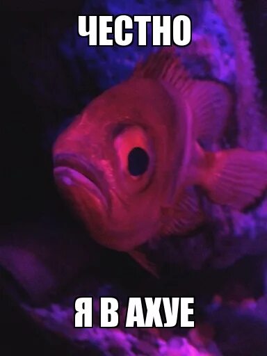 я рыба. рыбка гуппи память 3 секунды. а я рыба. а я рыба я рыба. рыбка мем.