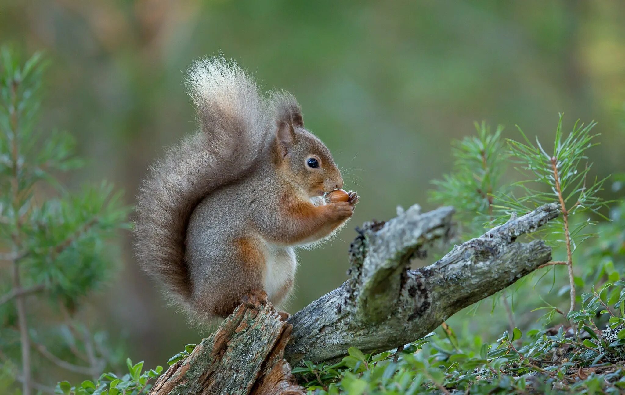 Карликовая белка. Семейство беличьи признаки. Семейство беличьи отряд. Отряд грызуны представители. Внешний вид белки.