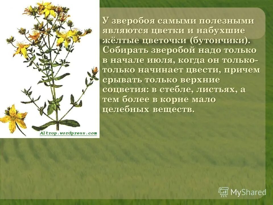 Зверобой. Зверобой трава. Зверобой что собирать. Заготовка зверобоя. Заготовить зверобой