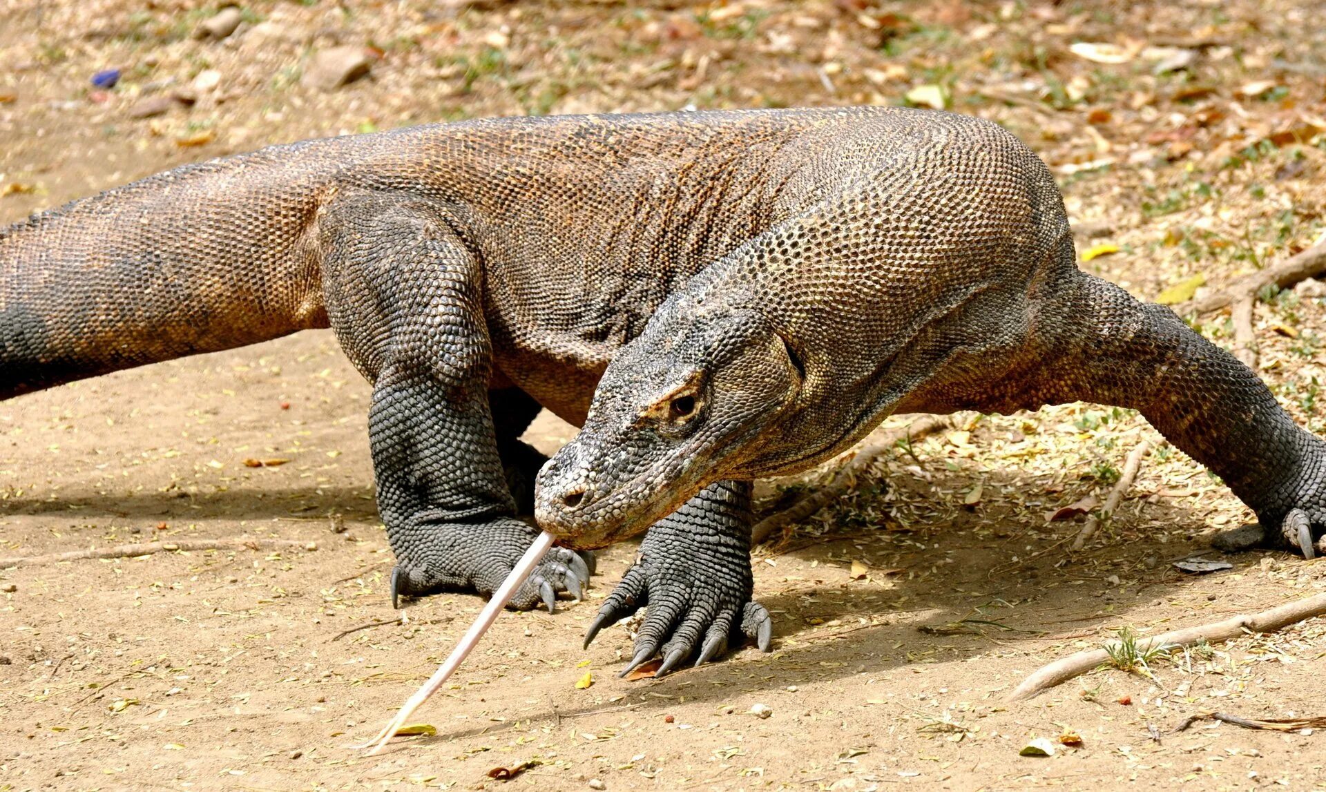 Комодский варан черный. Комодский варан. Представители варанов. Комодский варан. Комодский варан вараны.