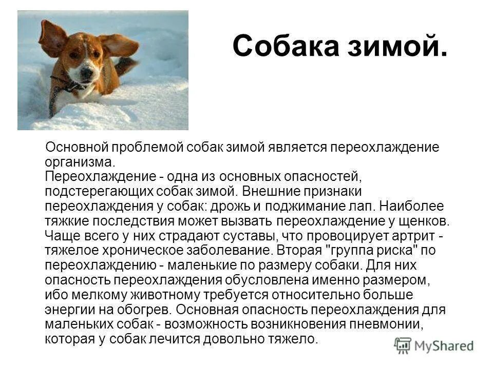 Проблемы содержания собаки