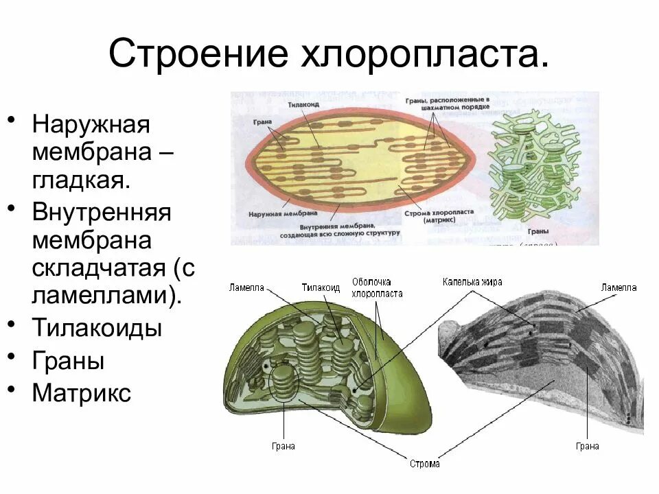 Форма хлоропласта. Ламеллы хлоропластов. Структура хлоропласта Строма. Строение хлоропласта Ламелла. Функции граны в хлоропласте.