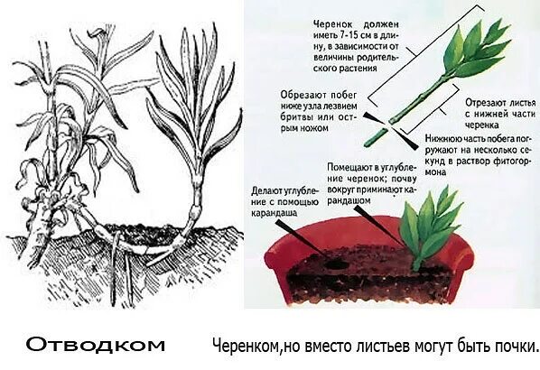 Пионы как сохранить до высадки. Размножение пиона стеблевыми черенками. Пионы черенкованием размножение. Гвоздика Садовая черенкование. Гвоздика Шабо черенкование.