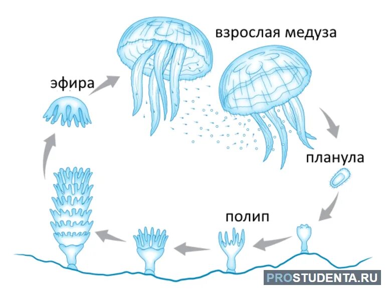 Стадия жизненного цикла медузы. Жизненный цикл сцифоидных медуз. Схема размножения сцифоидных. Цикл развития сцифоидной медузы схема. Цикл развития сцифоидной медузы.