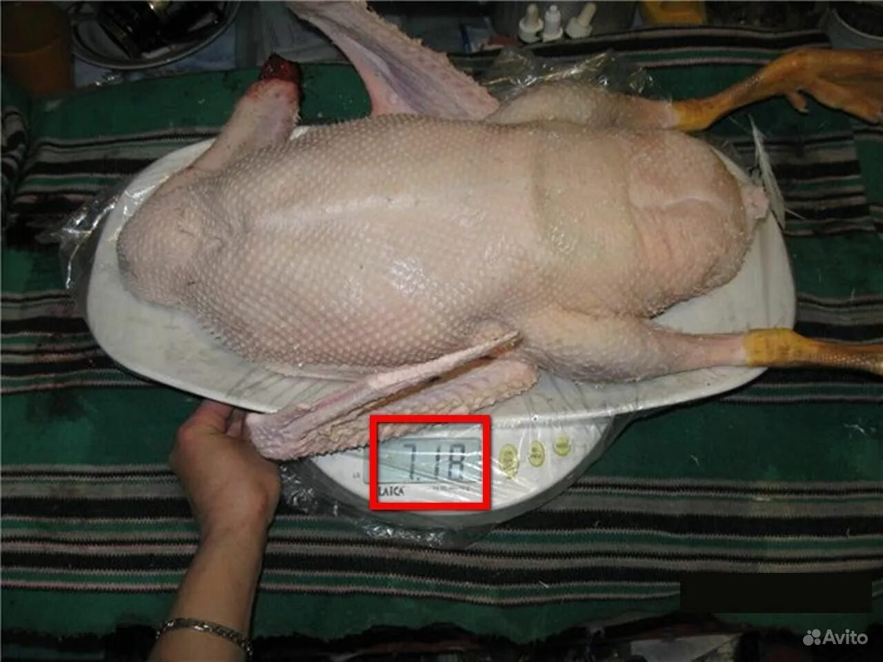 сколько весит селезень. утка весит. сколько весят уточки и селезни тяжёлой линии. утка весит. вес уток агидель.