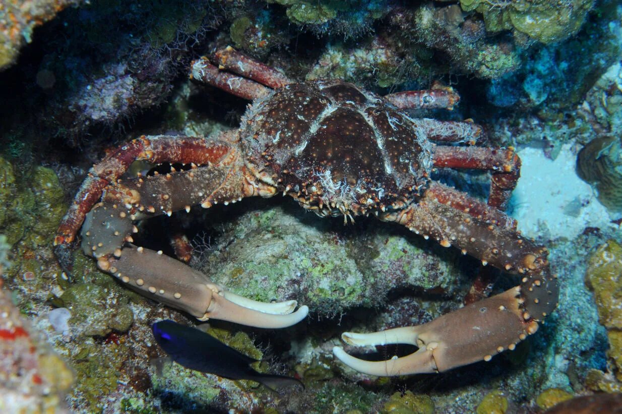 Роды крабов. Отряд десятиногие ракообразные. Десятиногие Крабы. Mithrax Crabs. Десятиногие моллюски.