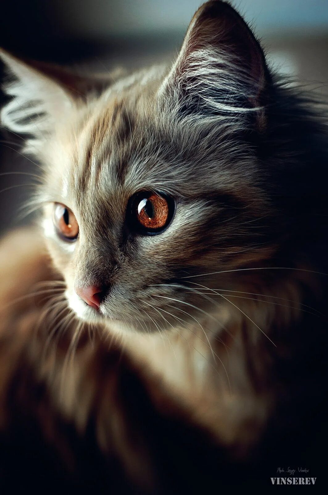 Очень красивые кошки картинки. Красивые котики. Красивый кот. Красивые кошечки. Симпатичные кошки.