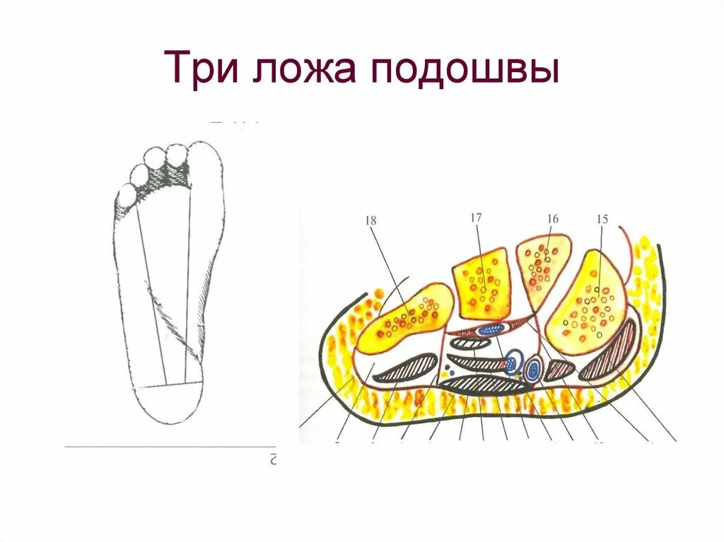 Фасциальное ложе подошвы. Ложа подошвы стопы. Фасциальные ложа подошвы стопы. Топография подошвы.