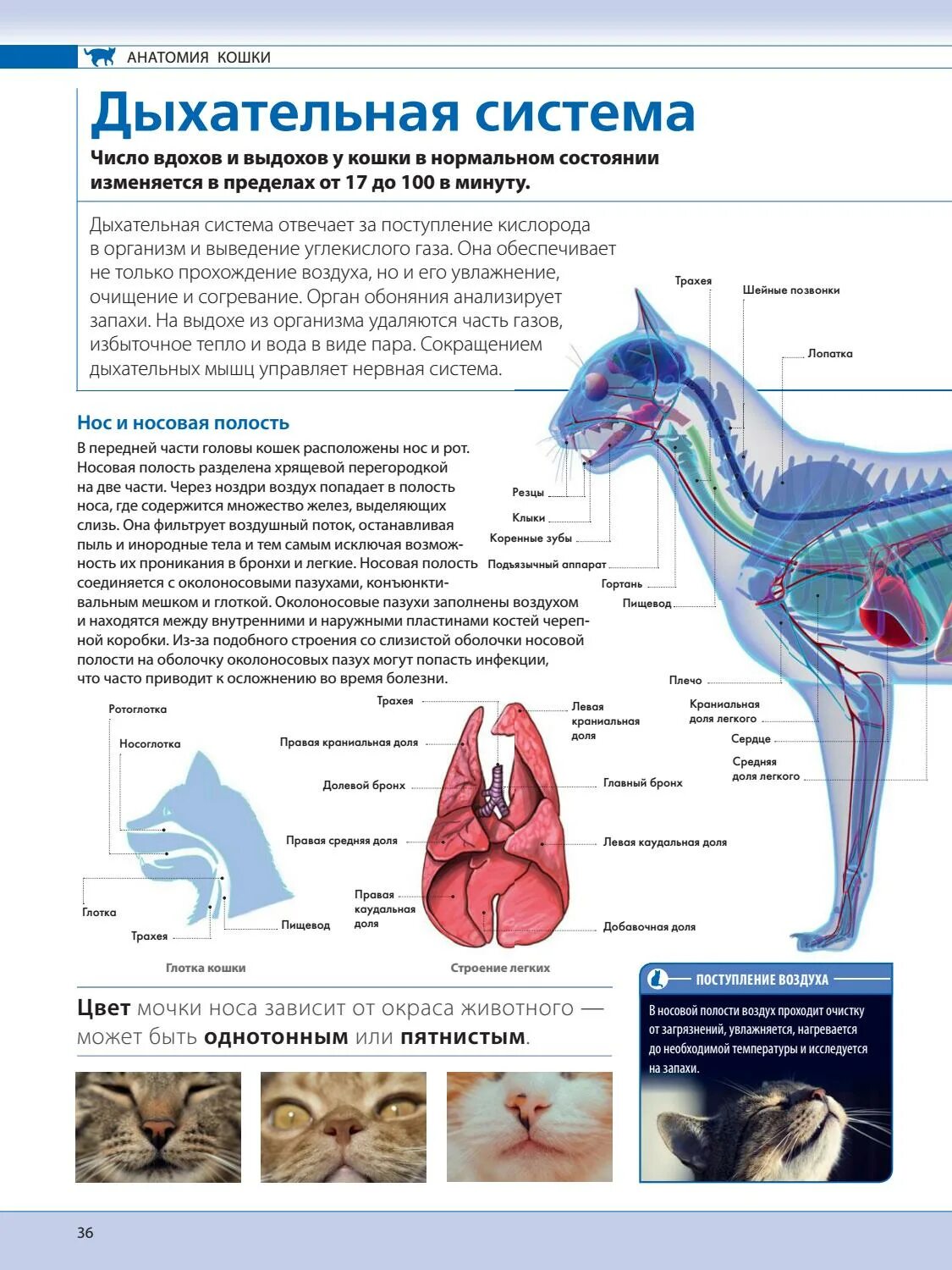 Дыхательная система собаки. Дыхательная система кошки анатомия. Система органов дыхания кошки. Строение легких кошки. Дыхательнаясисрема кошек.