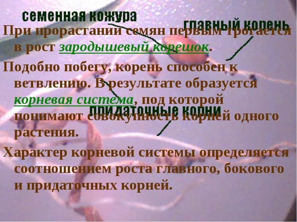 Зародышевый корешок образуется из. Из чего образуется зародышевый корешок. корень способен к ветвлению.