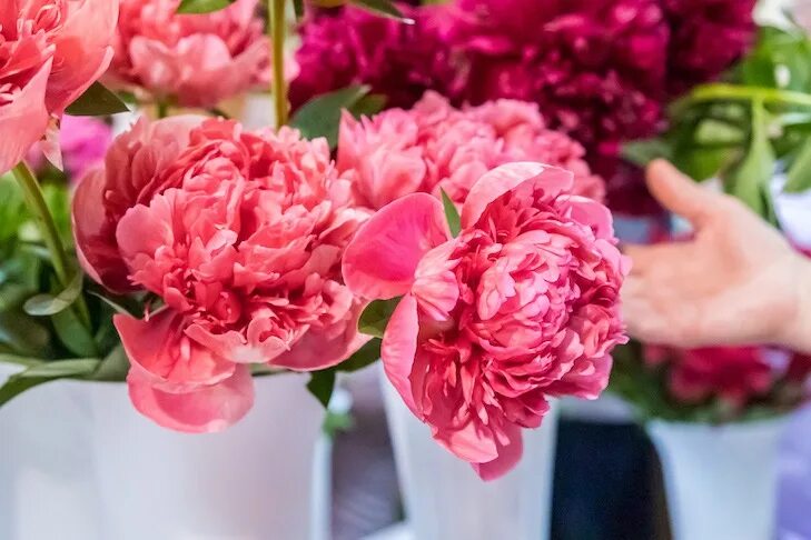 Букетище пионов. Пионы букет 2022. Букет пионов 2000x700. Букет 15 пионов. Пион нежность успенская.