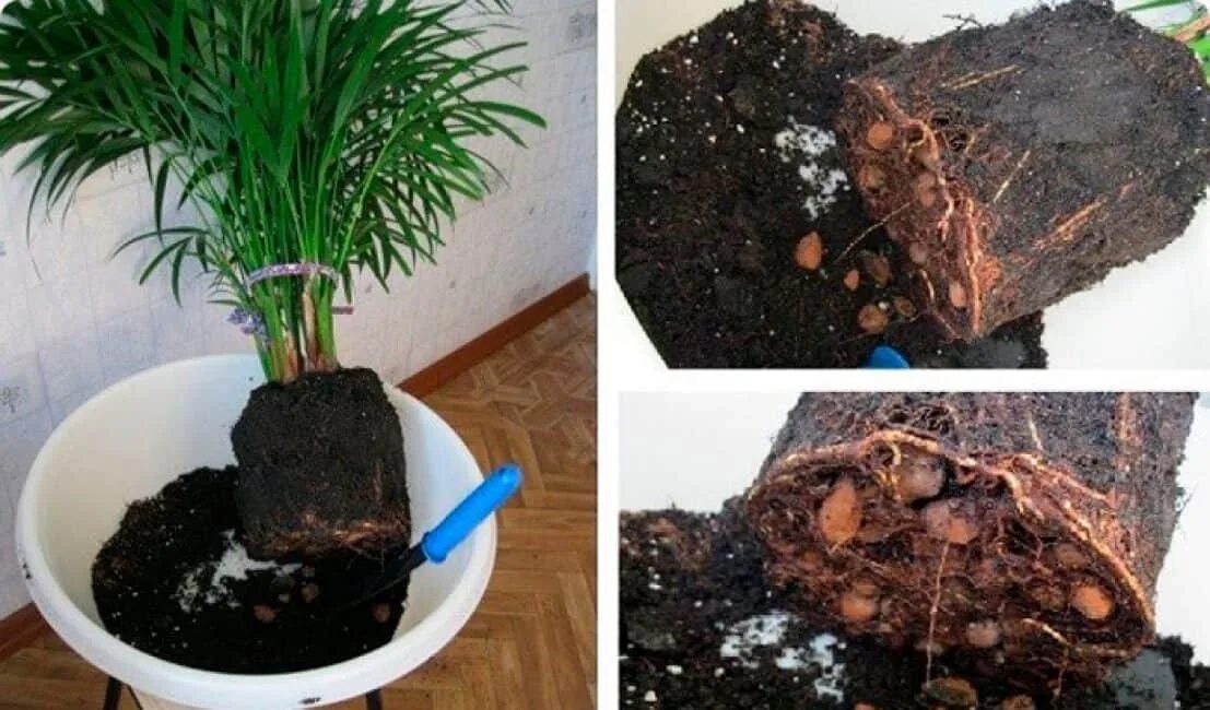 Как рассадить пальму