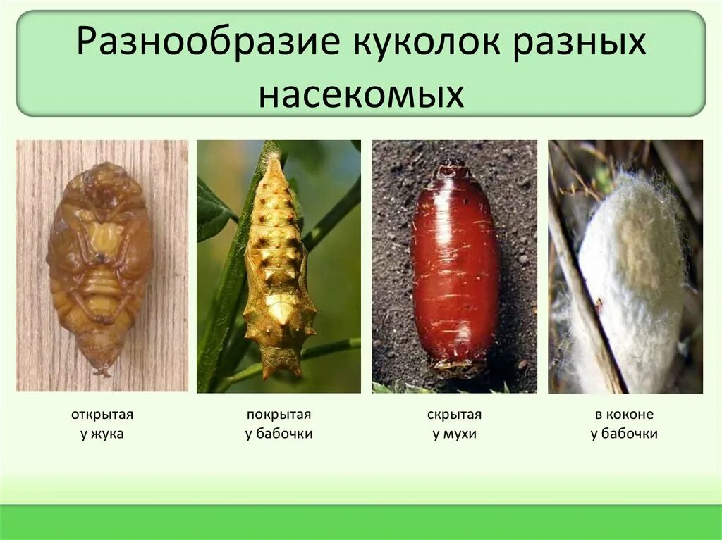 Строение куколки бабочки. Особенности строения куколки. Типы личинок насекомых. Типы личинок и куколок насекомых с полным превращением. Фаза куколки в развитии насекомых.