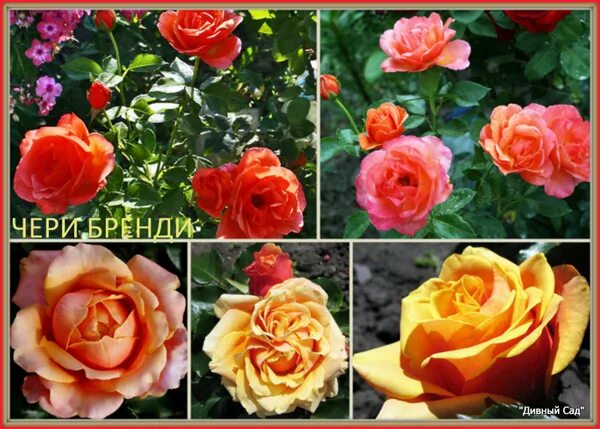 питомники саженцев роз на весну 2024. питомники саженцев роз на весну 2024. питомники саженцев роз на весну 2024. саженцы роз нью джерси. розы вдохновения.