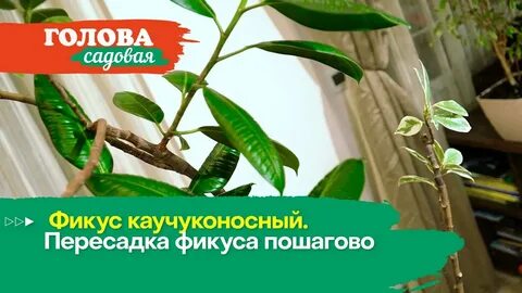 Фикус каучуконосный пересадка