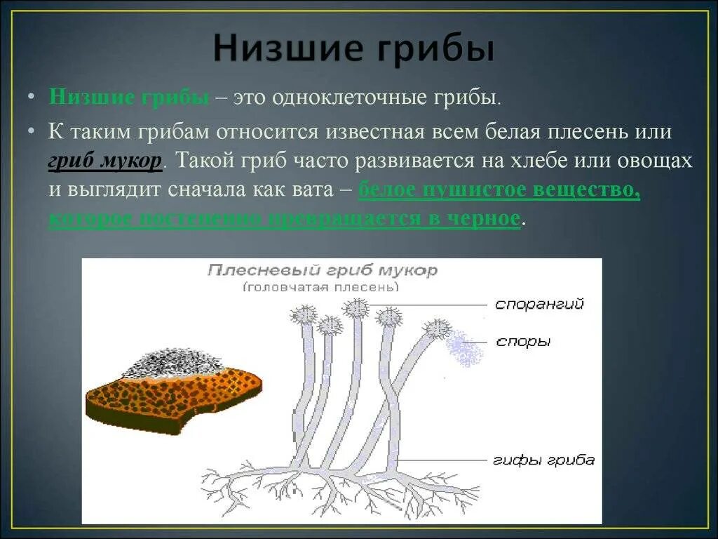 Низшие грибы имеют мицелий