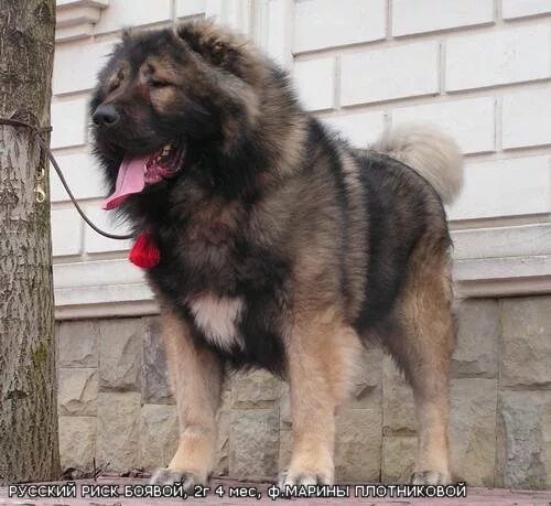 Рискованный бизнес фильм 1983. Ягодкина кавказские овчарки. Татьяна ягодкина кавказская овчарка. Русский рискованный. Рискованный бизнес фильм 1983 в поезде.