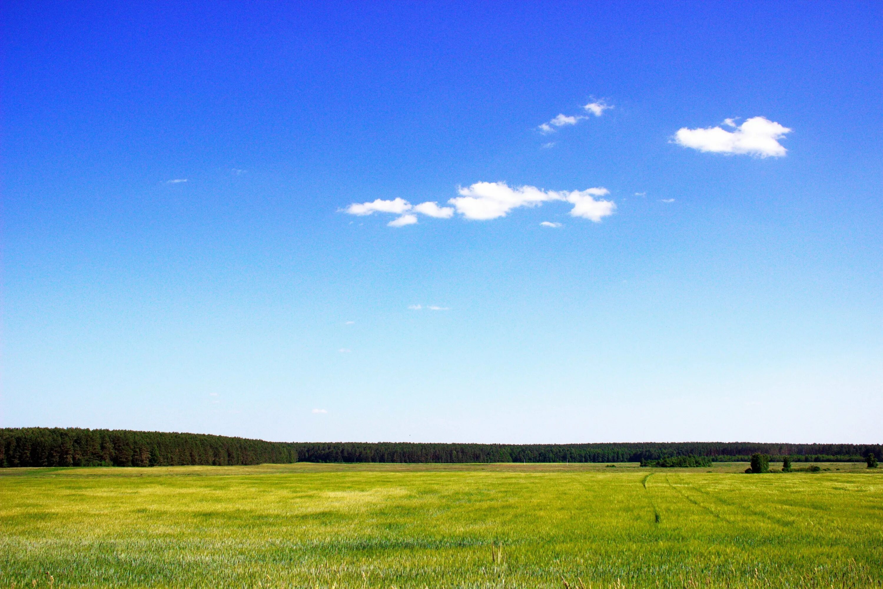 Облака вдали. Природа Якутии Алаас. В чистом поле.... Поле и лес вдалеке. Поле и небо.