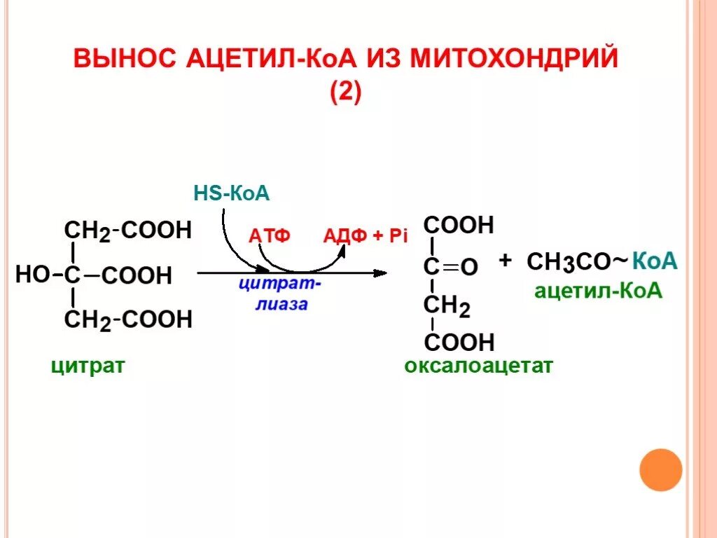 Образование ацетил кофермента а образование атф