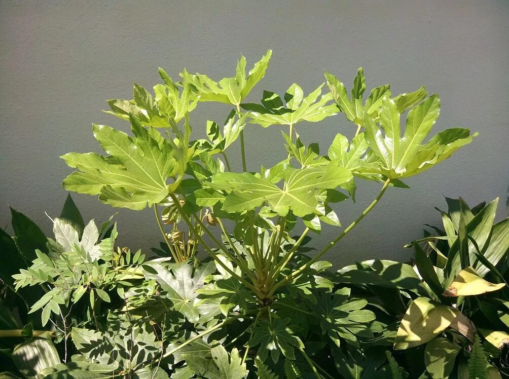 Фатсия японская. Фатсия (Fatsia). Фатсия Самурай. Фатсия комнатный клен.