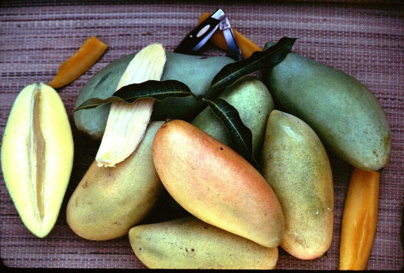 Манго фрукт Тайланд. Сорта манго в Тайланде. Таиландские фрукты манго. Фрукты Тайланда маленькие манго.