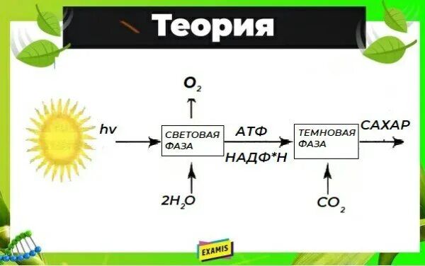 Схема фотосинтеза у растений. Схема процесса фотосинтеза. Схема фотосинтеза 6 класс. Схема фотосинтеза 6 класс биология рисунок. Задания по теме фотосинтез 6 класс