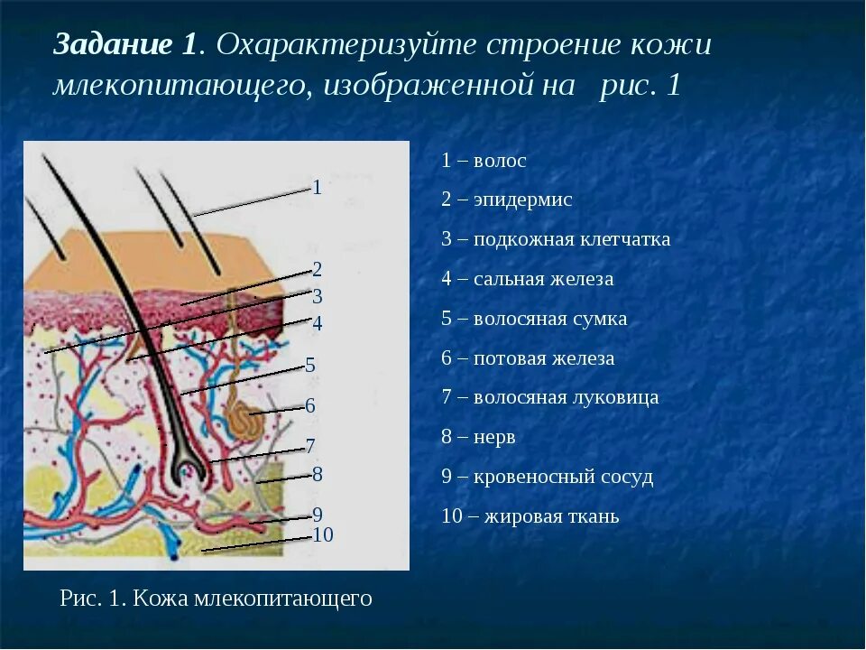 4 функция сальных желез. Строение кожи млекопитающих. Строение кожи анатомия. Эпидермис кожи. Структура кожи млекопитающих.