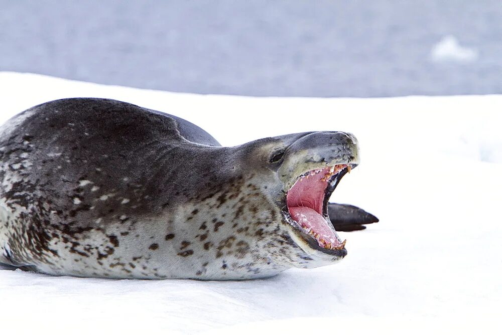 Фото морского леопарда. Морской леопард в Антарктиде. Hydrurga leptonyx. Ластоногие морской леопард. Антарктида тюлень морской леопард.