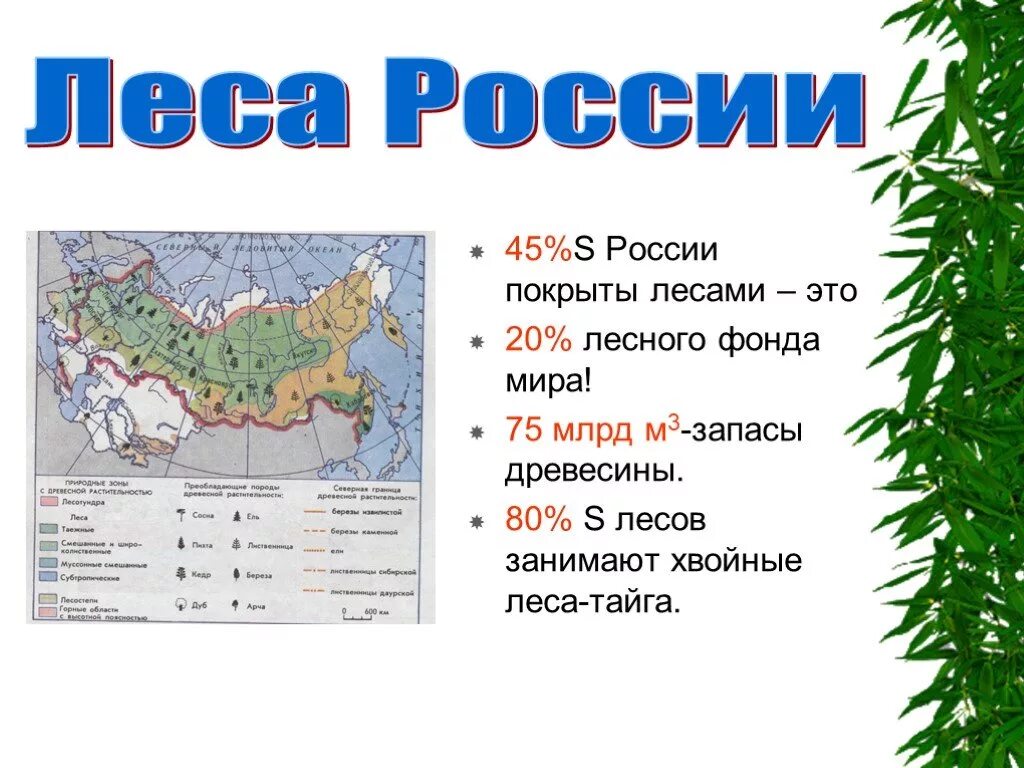 Какие леса встречаются на территории. Лесные зоны России. Леса России презентация. Лесные зоны России презентация. Лесные зоны презентация.