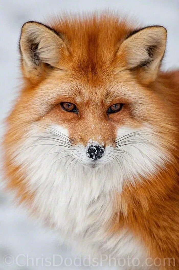 Морда лисы. Красивая лиса. Хитрая лиса. Хитрая Лисья морда. Fluffy fox