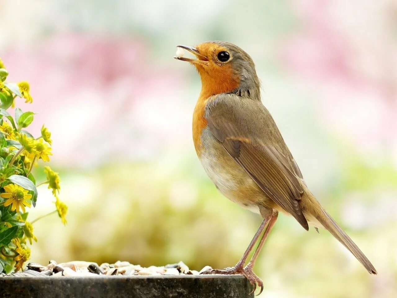 Желтые птицы символизируют. Певчая птица 6 букв. Птицы израиля средиземноморская славка. Пеночка-весничка овсянка птичка певчая. Обыкновенная овсянка.