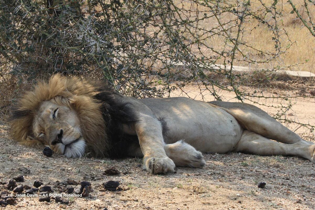 Сколько спят львы. Лев спящий. Толстый Лев. Спящие львы.