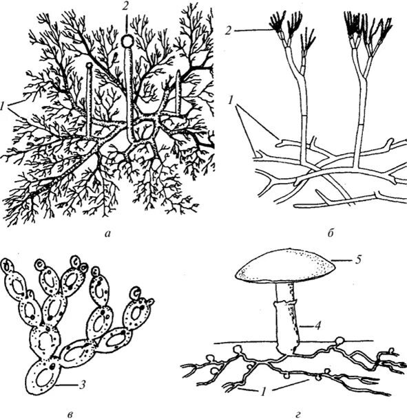 Мицелий гриба гиф. Строение грибницы мицелия. Строение гриба мицелий. Строение мицелия грибов. Строение мицелиальных грибов.