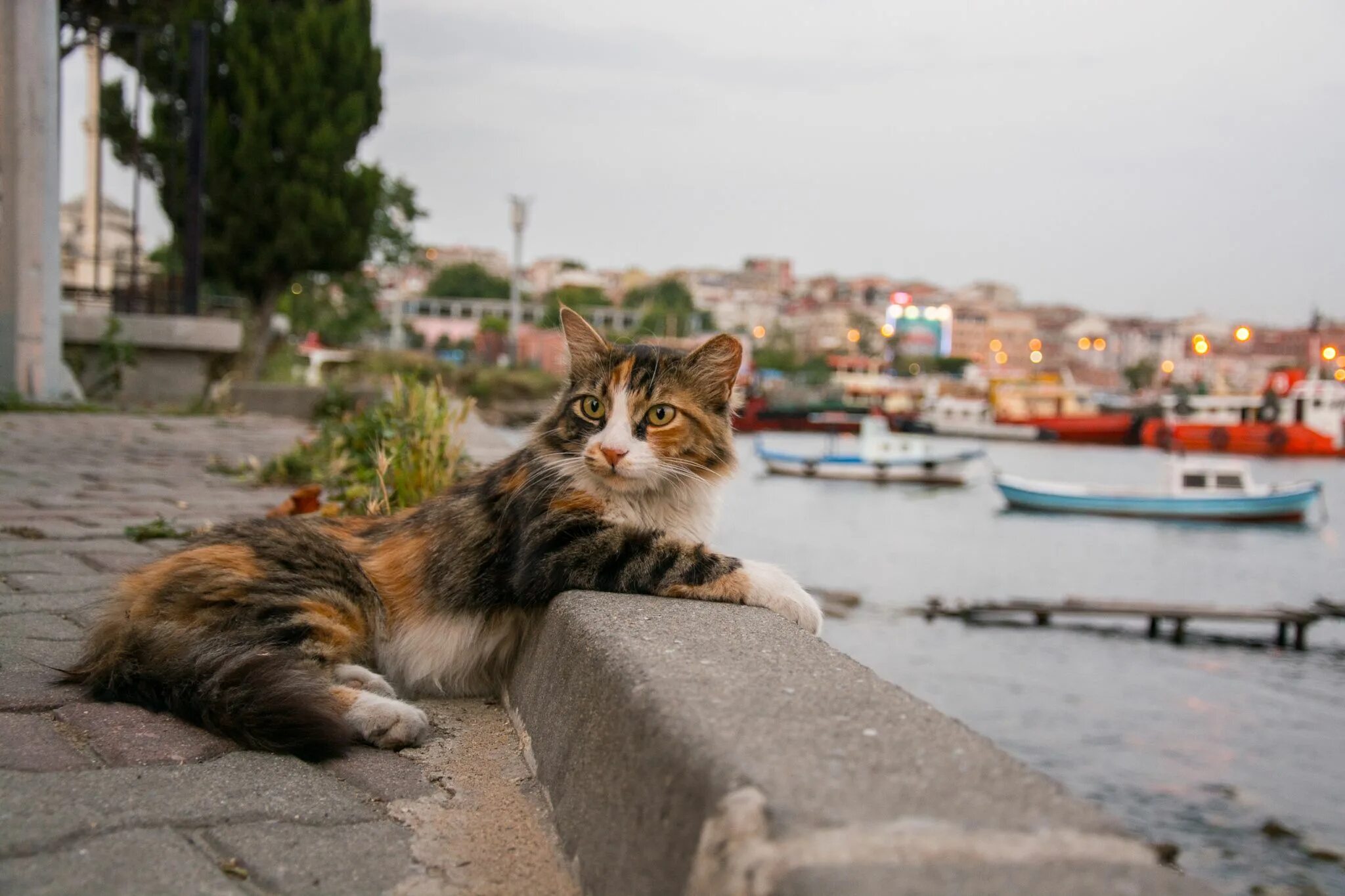 Turkey cats. Турецкие кошки Стамбул. Город кошек. Город кошек в Турции. Уличные коты.